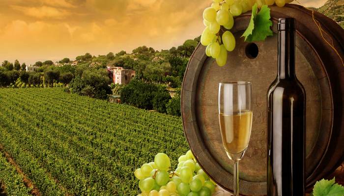 Wine Tour in Tuscany